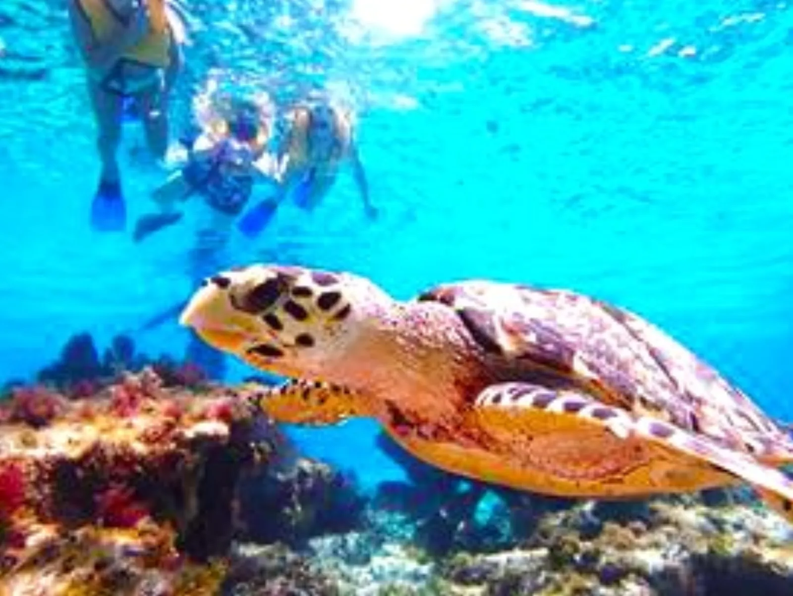 Private Luxury Speed Boat Charter Cozumel - snorkeling cozumel snorkel tours18 in Cozumel