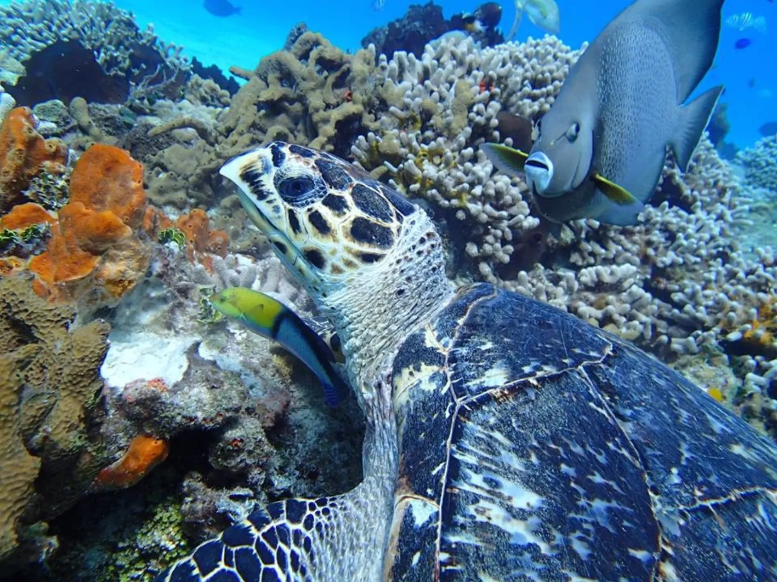 Discover Scuba Diving in Cozumel