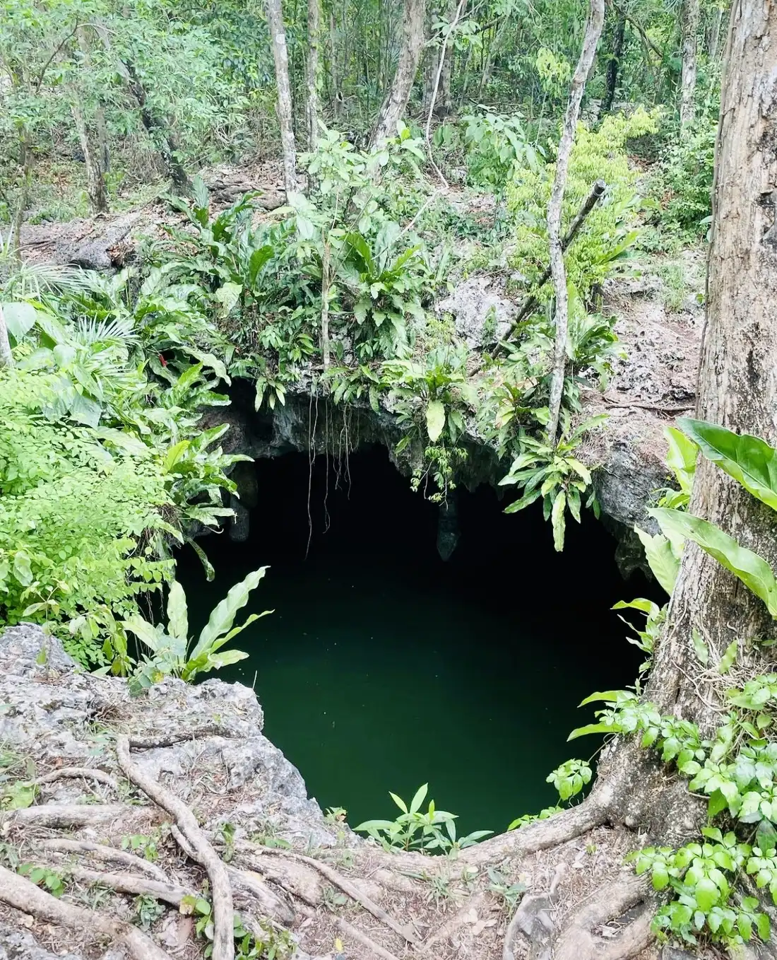 Cenote Tours - Cozumel Travel Guide