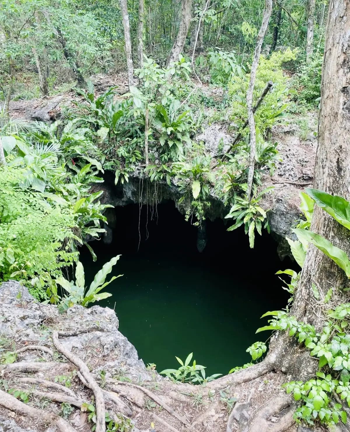 Private Jeep-Tour zur Jade-Kaverne -- Cenote-All-Inclusive-Erlebnis - Photo 6