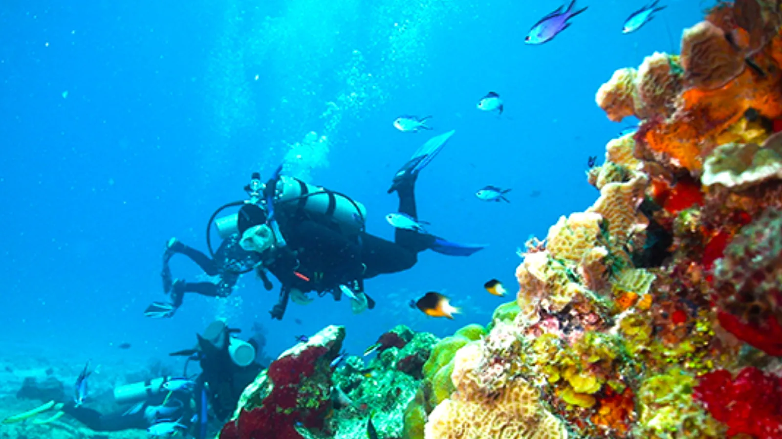 Snorkeling vs Scuba - Cozumel Travel Guide