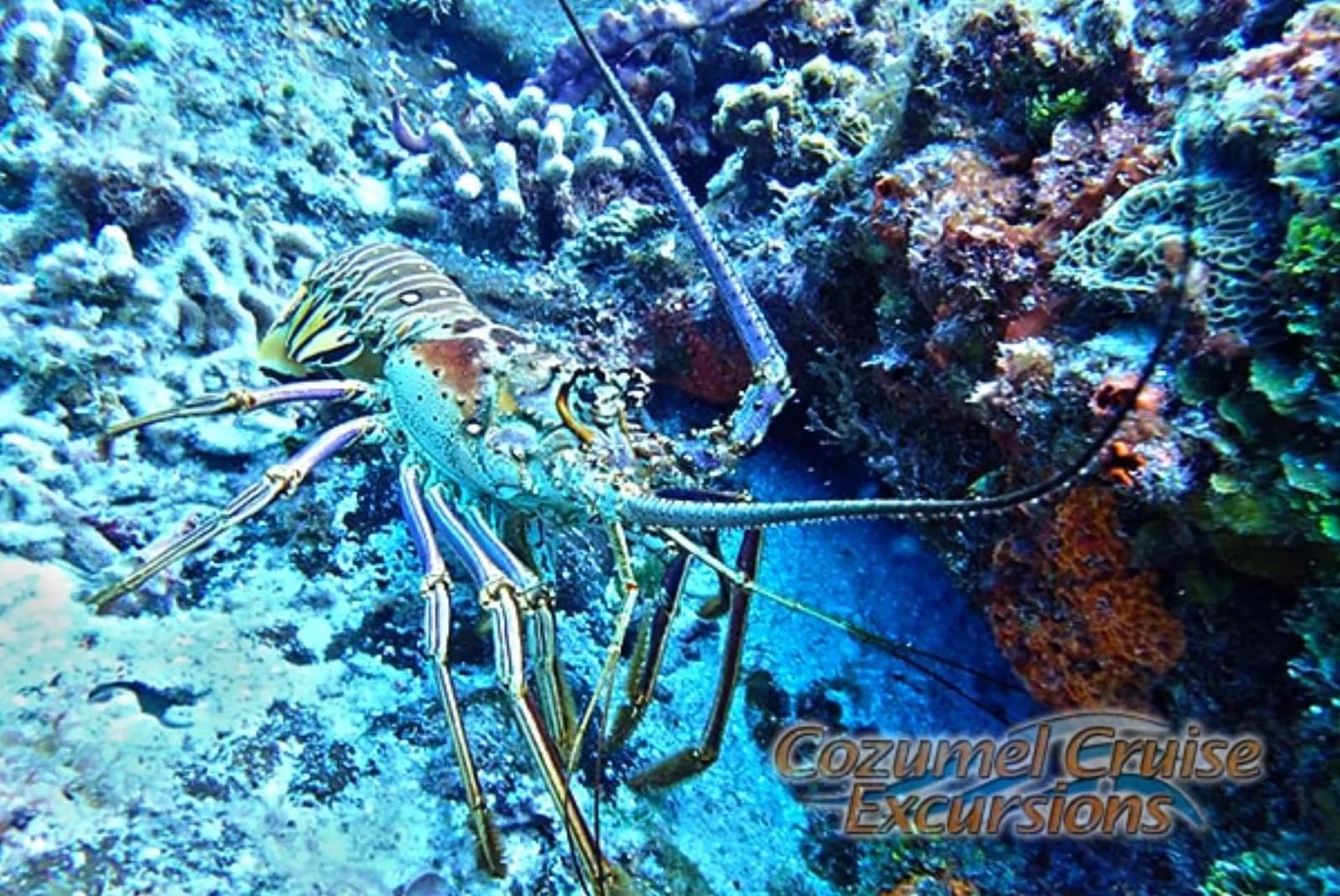 Cozumel Riff-Schnorchelerlebnis - Photo 6