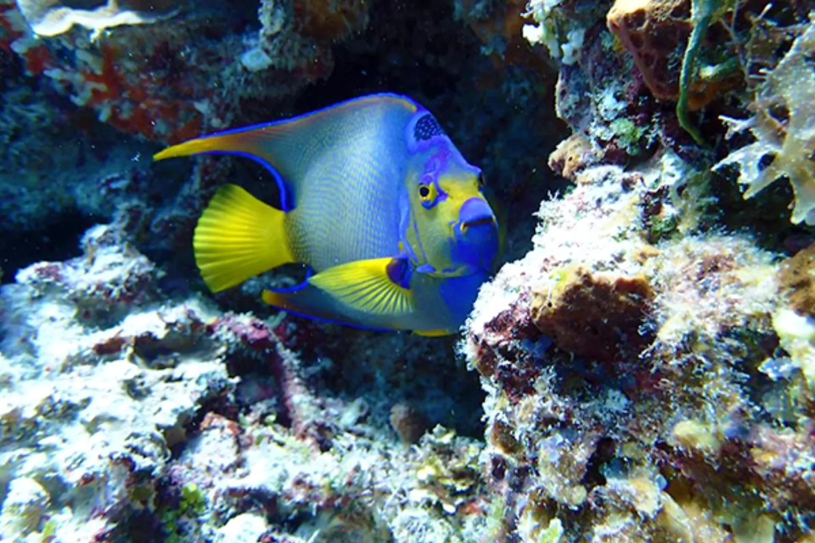 Best Snorkeling Spots - Cozumel Travel Guide