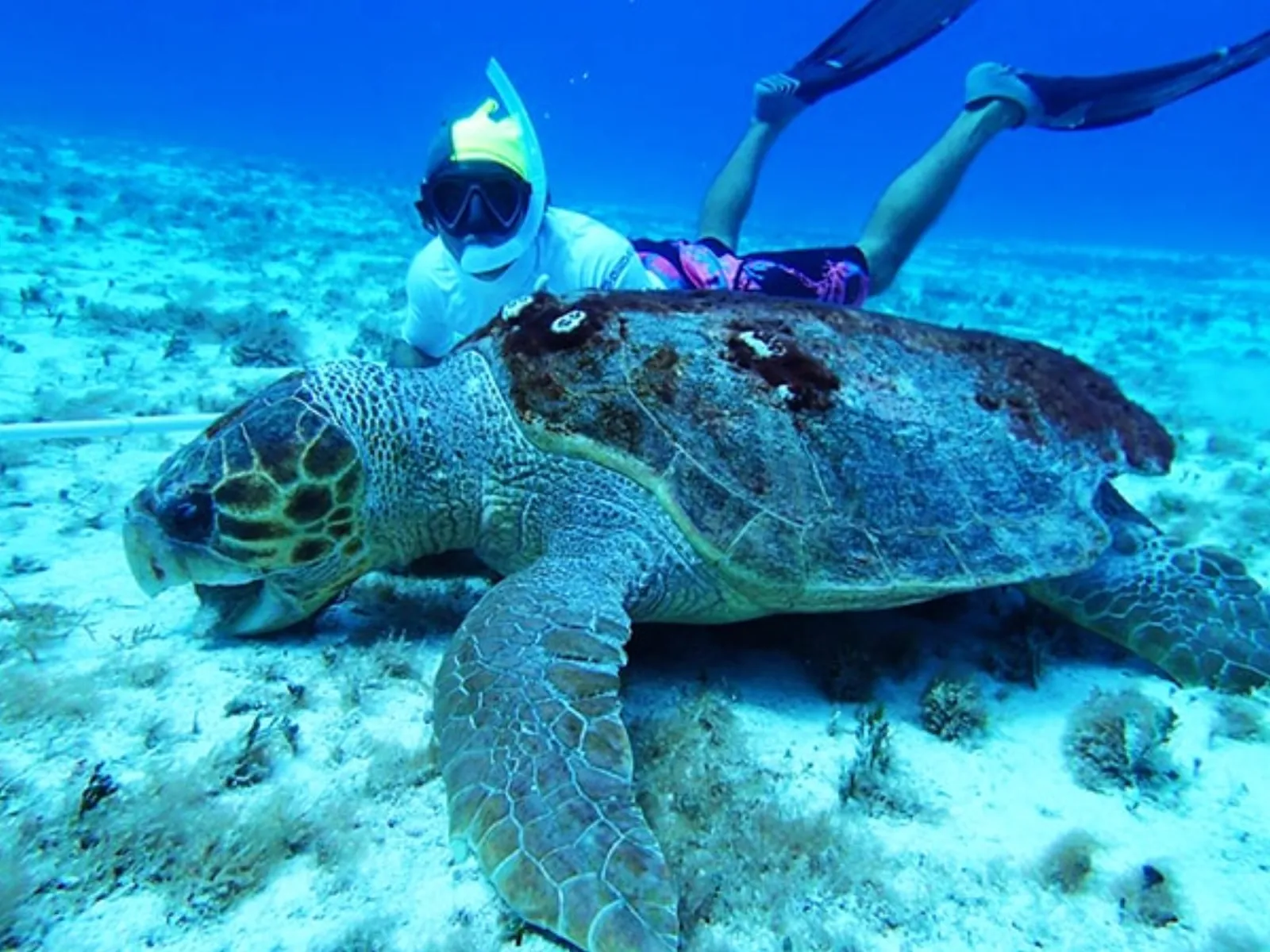 Cozumel Reef Snorkeling Experience - big sea turtle in cozumel mexico in Cozumel