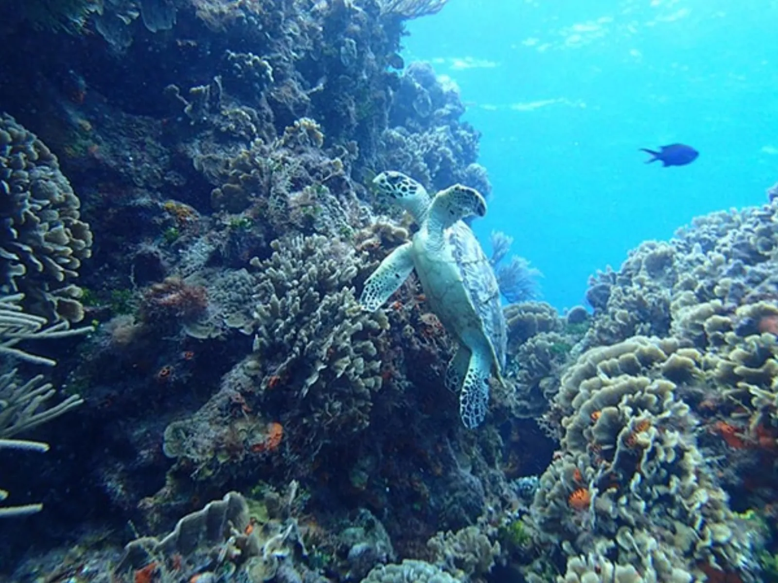 Palancar Reef coral formations - Cozumel reef conservation