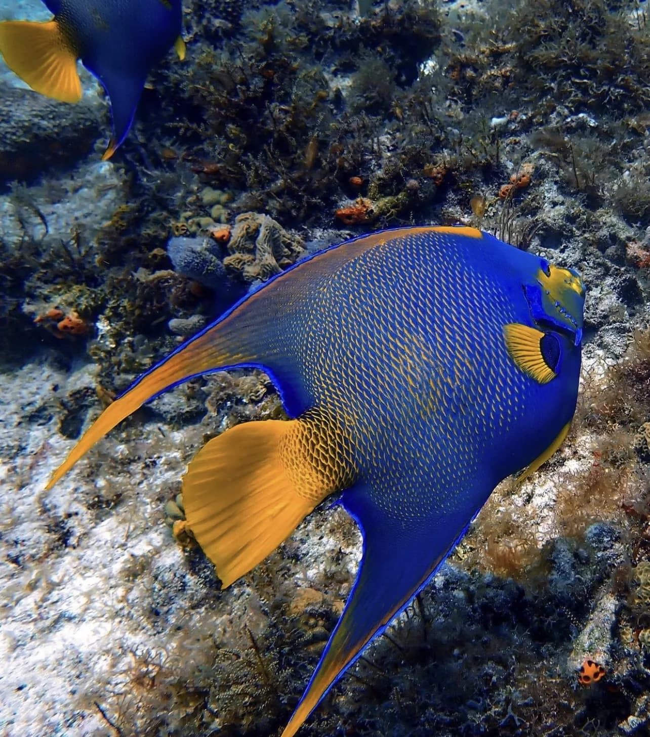 Cozumel Reef Snorkeling Experience - queen angelfish reef in Cozumel