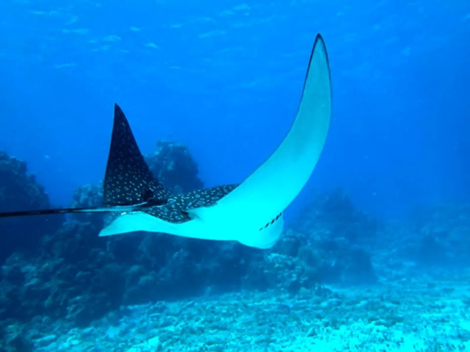 Cozumel Reef Snorkeling Experience - snorkel cozumel eagle ray in Cozumel