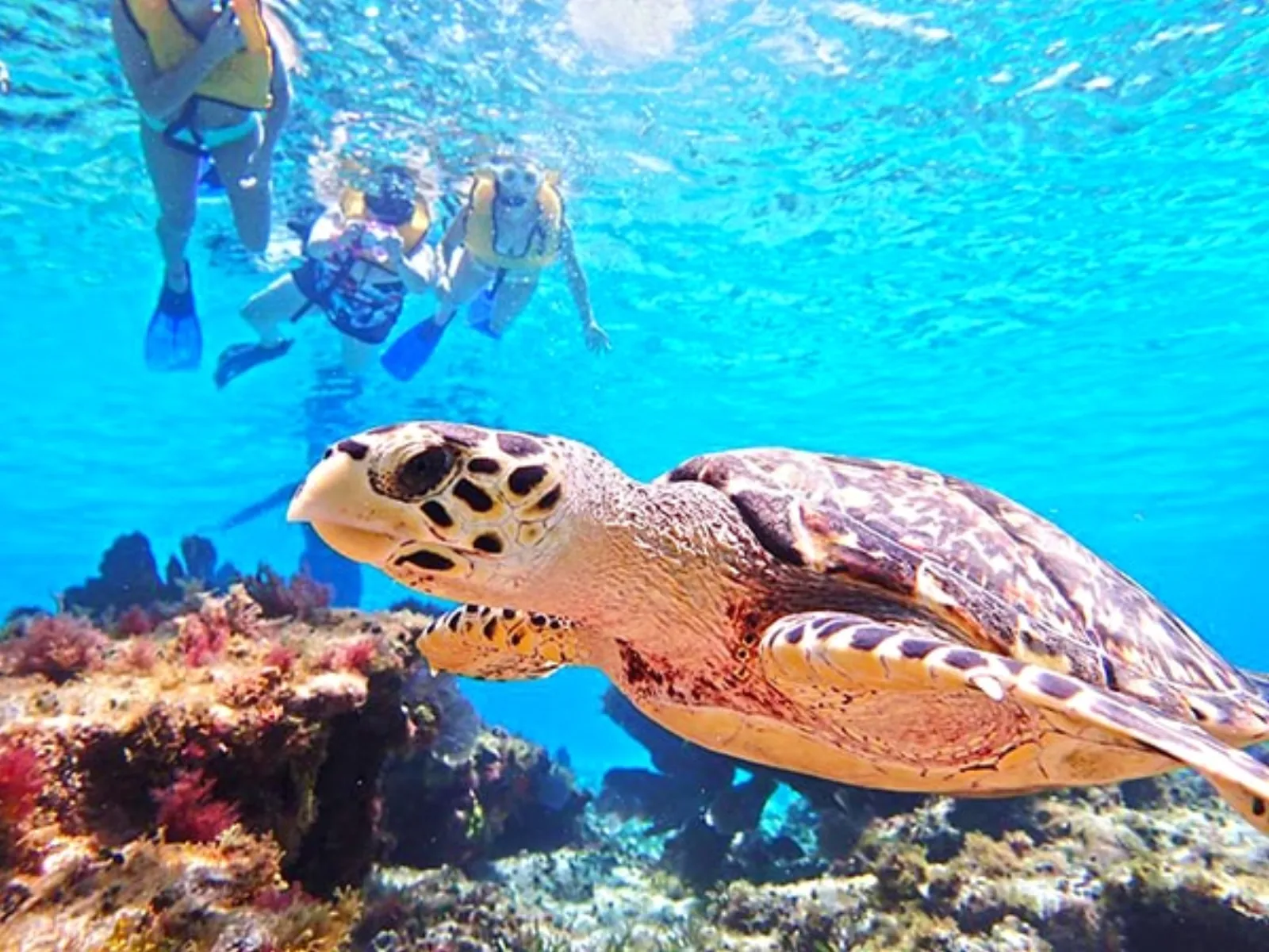 Cozumel Reef Snorkeling Experience - snorkel cozumel sea turtle medium in Cozumel