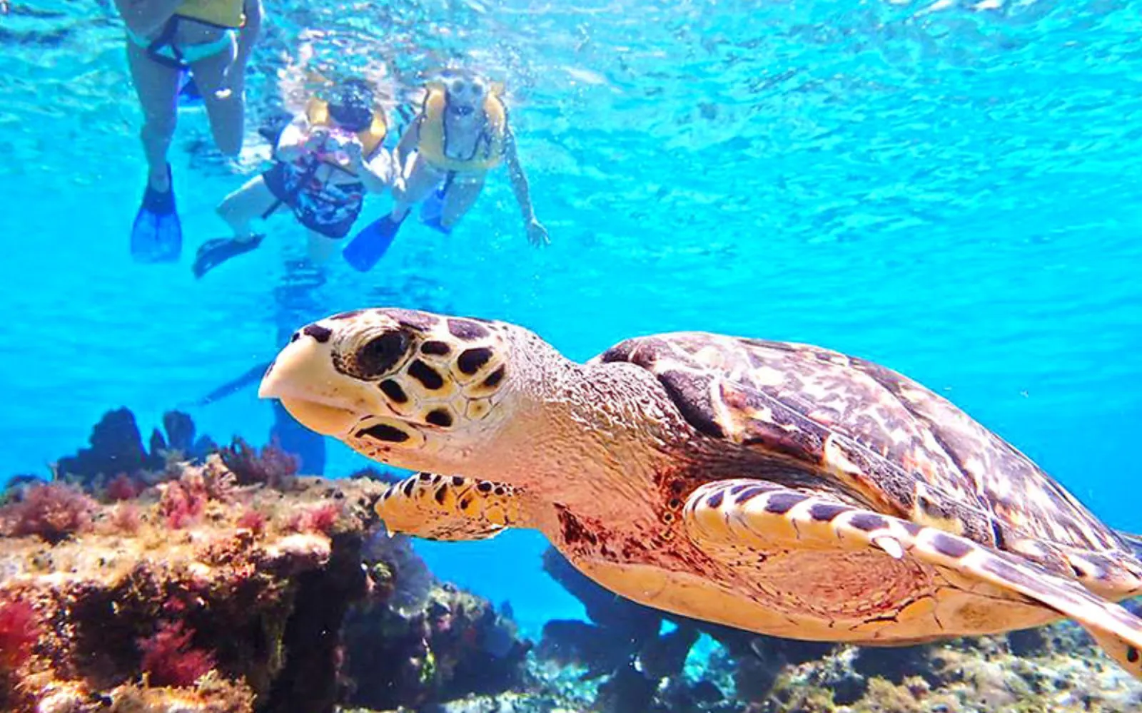 Hawksbill Sea Turtle (Eretmochelys imbricata) in Cozumel