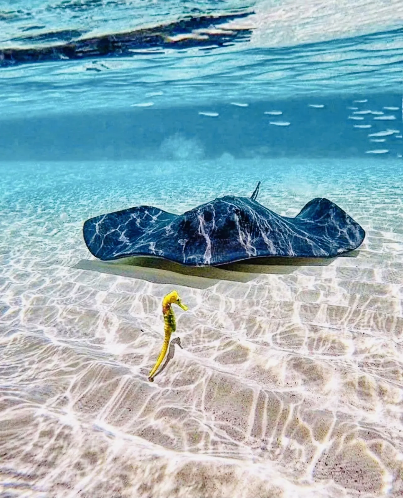 Cozumel Reef Snorkeling Experience